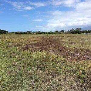 Salt Marsh Bird's Beak Chloropyron maritimum ssp maritimum at Carpinteria Salt Marsh Preserve