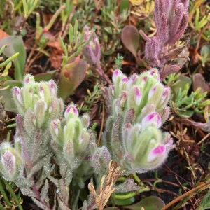 Salt Marsh Bird's Beak Chloropyron maritimum ssp maritimum