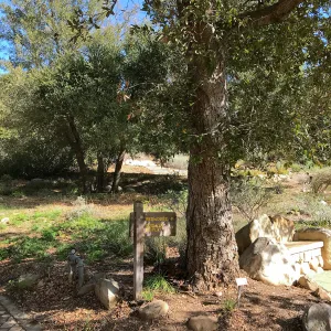 Mushrooms growing on the Island Oak at the top of the Meadow