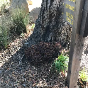 Mushrooms growing on the Island Oak at the top of the Meadow