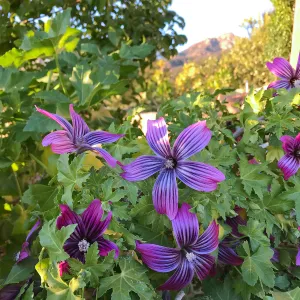 Malva assurgentiflora in the Island View Garden