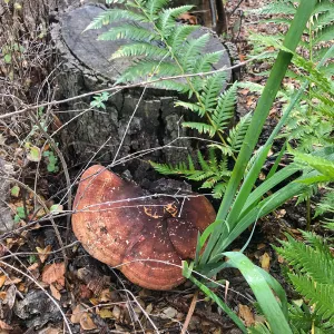 Mushroom, fern and iris in the Wooded Dell