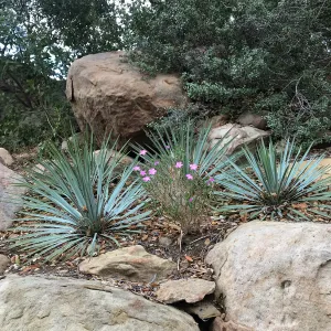 Yucca and prickly phlox on the Campbell Trail