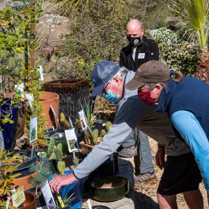 Face Coverings in the Garden