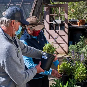 Face Coverings in the Garden
