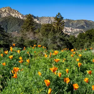 Meadow and Poppies