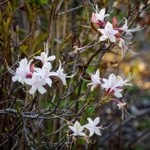 Western Azalea