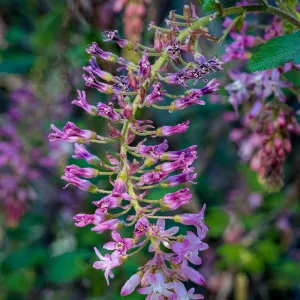 Pink-Flowered Currant