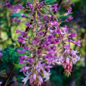 Pink-Flowered Currant
