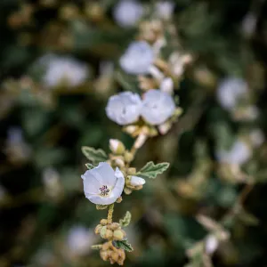 La Luna Desert Mallow