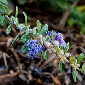 Maritime Ceanothus