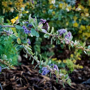 Maritime Ceanothus