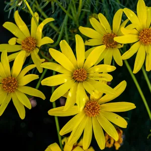 Giant Coreopsis flowers