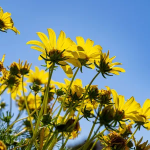 Giant Coreopsis flowers