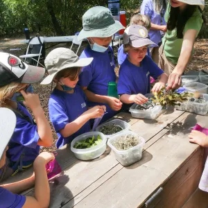 Acorn Adventurers Summer Camp Potpourri Activity