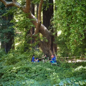 Plantastic Problem Solvers Summer Camp, biomimicry journaling activity