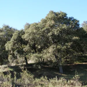Lake Casitas boat tour, oak trees on shore