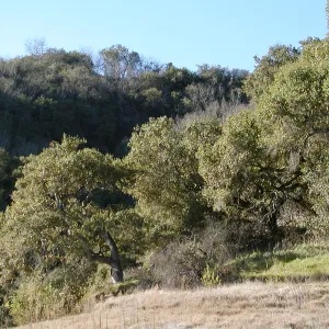 Lake Casitas boat tour, Oak trees on shore