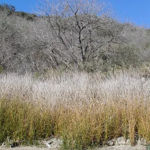 Lake Casitas boat tour, Tule on shore