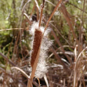Lake Casitas boat tour, Cattail Fluff