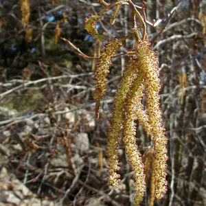 Lake Casitas boat tour, Alder male catkins
