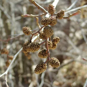 Lake Casitas boat tour, Alder cones
