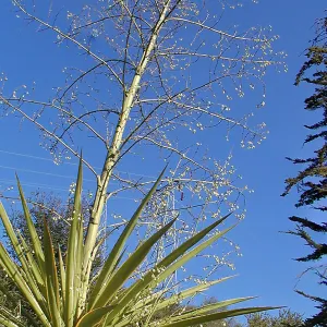 Lake Casitas boat tour, Nancy, Bob, and the giant plant