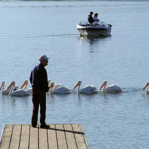 Lake Casitas boat tour, Pelicans & people