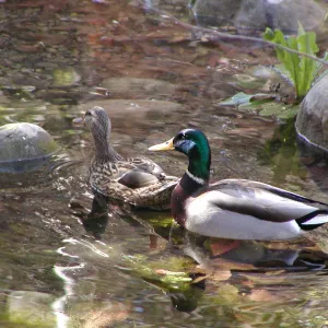 Lake Casitas boat tour, mallard pair