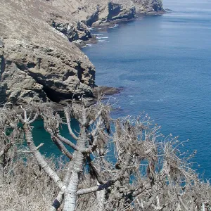 Santa Barbara Island trip, above dock