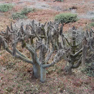 Santa Barbara Island trip, dormant coreopsis