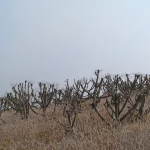 Santa Barbara Island trip Coreopsis
