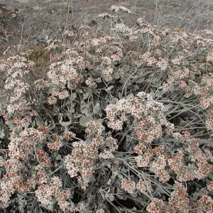Santa Barbara Island trip (wild buckwheat) 
