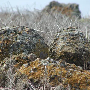 Santa Barbara Island Trip