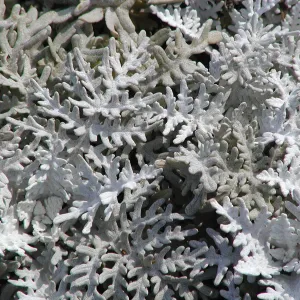 Santa Barbara Island Trip, Eriophyllum