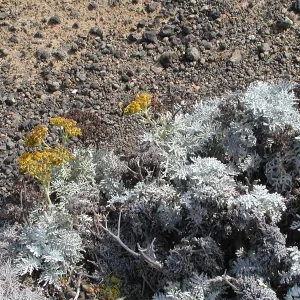 Santa Barbara Island Trip, Eriophyllum