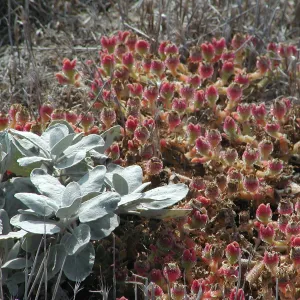 Santa Barbara Island Trip
