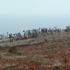 Santa Barbara Island Trip, dormant coreopsis