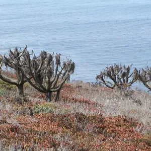 Santa Barbara Island Trip, dormant coreopsis