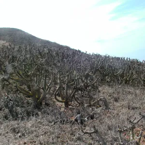 Santa Barbara Island Trip, Coreopsis forest