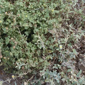 Santa Barbara Island Trip, Mystery Plant