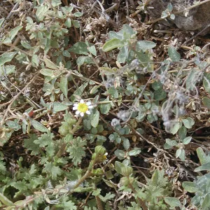 Santa Barbara Island Trip, Mystery Plant