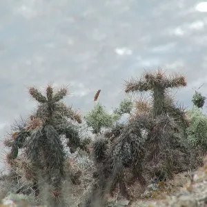 Santa Barbara Island Trip, cactus