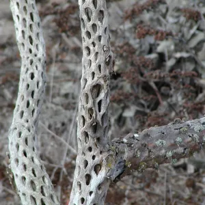Santa Barbara Island Trip, Cactus skeleton
