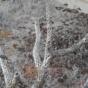 Santa Barbara Island Trip, cactus skeleton