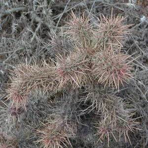 Santa Barbara Island Trip, Coastal cholla