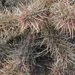 Santa Barbara Island Trip, Coastal cholla