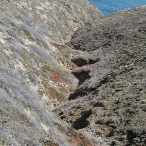 Santa Barbara Island Trip