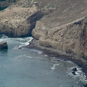 Santa Barbara Island Trip, Sea Lions