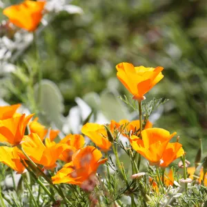 California poppies